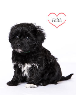 2015-12-26 faith-pi female Faith 3