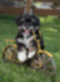 Horizons Kennel Idaho