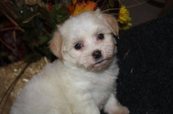 available born 9-20-11 female Maggie 001