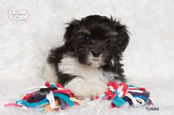 2015-02-24 bandi-samson, Turbo male 1