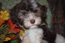 2013-07-14 dutches - baron male chocolate Dusty 001