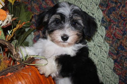 2013-07-14 dutches - baron male Damon 002