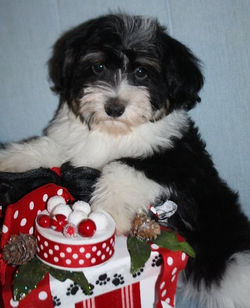 2013-06-07 Mylee - Baron - male Masters 003