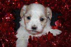 available born 12-07-11 female Carmel 001