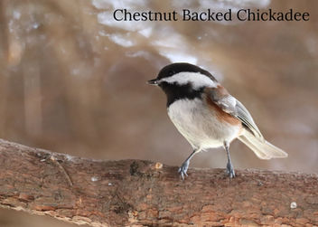 2021-02-07-yard -0510aaaa Chestnut Backed Chickadee labeled.JPG