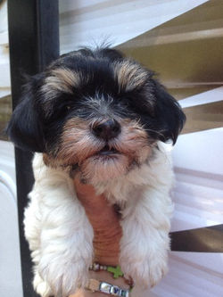 2014-04-23 Krisee - Samson - male tri 001