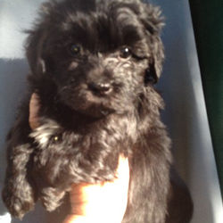 2014-05-21 Angel - Pi - male 003