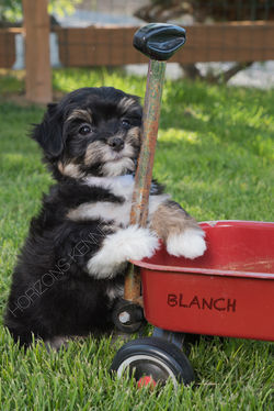 2016-04-29 lil ann-danny boy female Blanch 1a