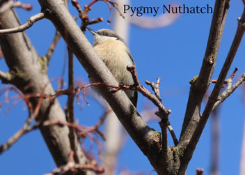 2021-02-27-yard -0490aaaaa Pygmy Nuthatch labeled.JPG