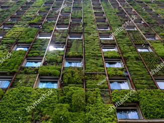 stock-photo-wall-of-high-rise-building-covered-with-plants-reflection-of-sunlight-in-one-o