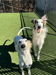 Dallas and Spirit.jpg