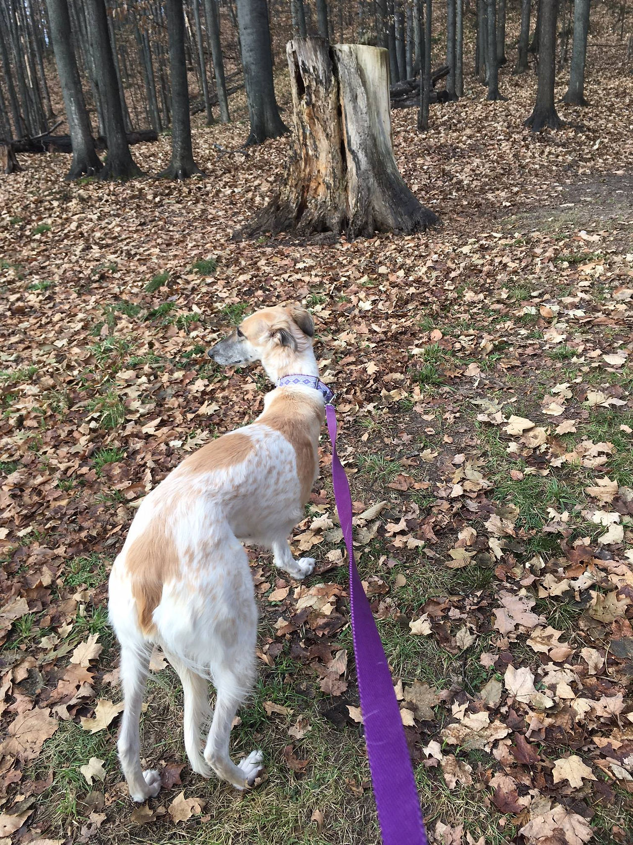 A tripod standing tall