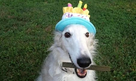 NBRF - International Rescue - Yari