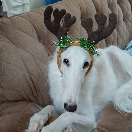 NBRF - International Pupdate - Mia