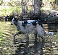 Mackie wading.jpg