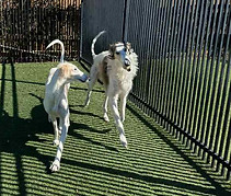 Dallas and Spirit together.jpg