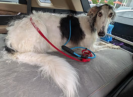 Mackie in car.jpg