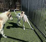 Dallas and Spirit play.jpg