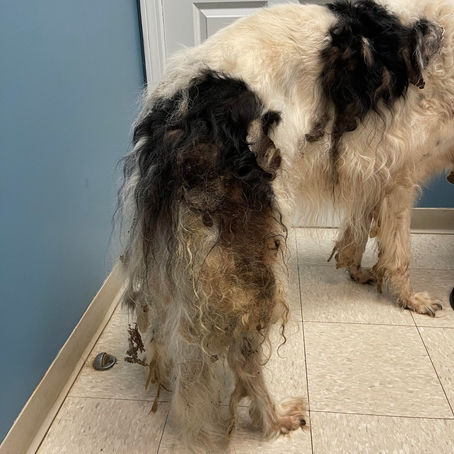 NBRF Pupdate - Piper