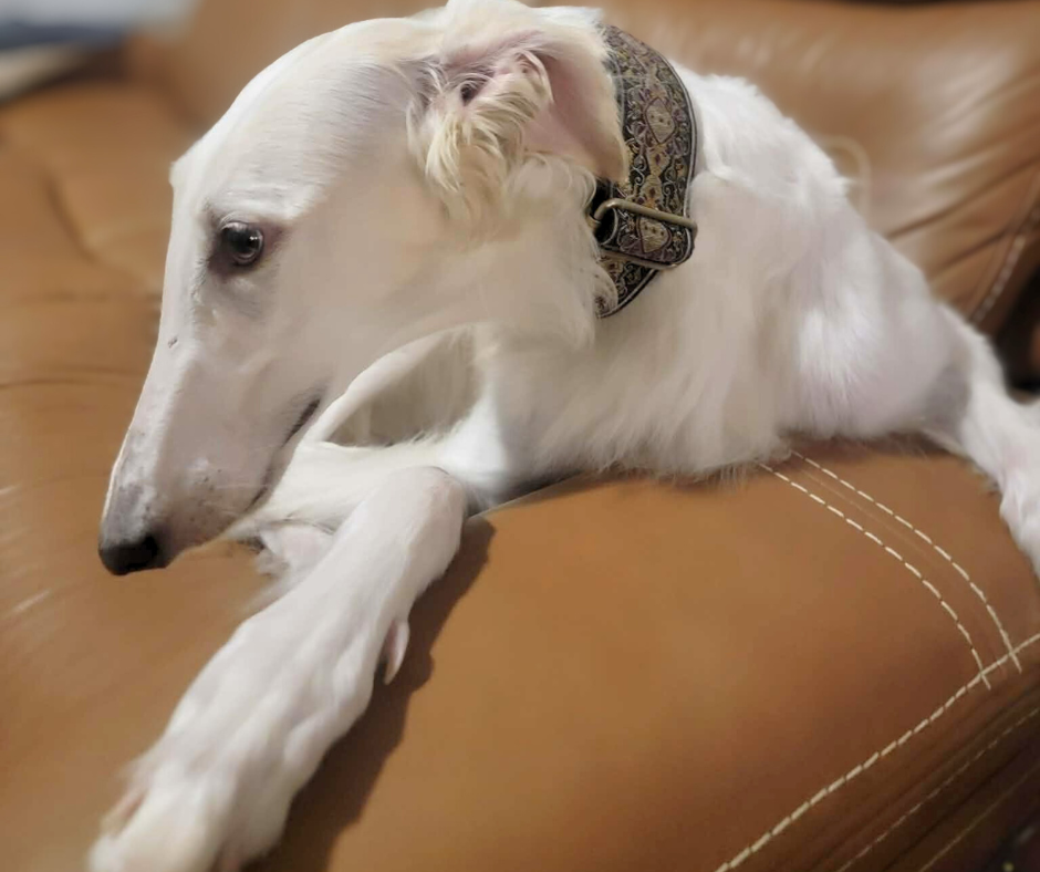 Arabella modeling.png