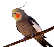dees pets cockatiel.jpg