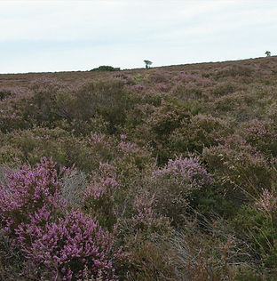 suffolk-coast-dunwich.jpg