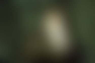 Pine, Isanti, Chisago county sites to be treated to stop spread of spongy moth