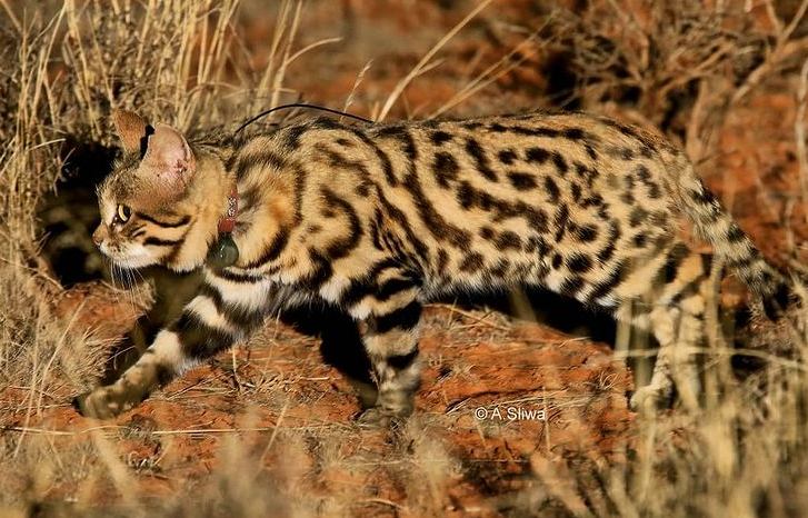 Chat à pieds noirs (Felis nigripes)