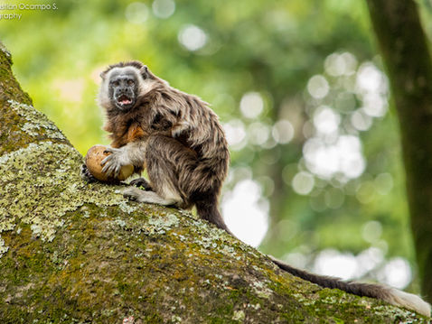 A la rescousse du tamarin à pieds blancs en Colombie