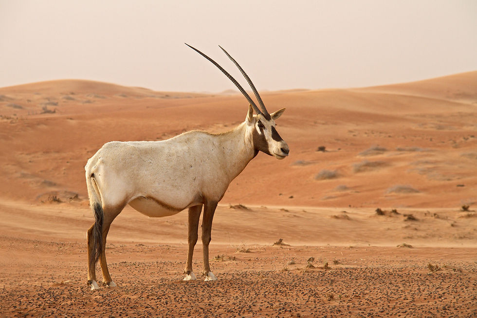 Oryx d’Arabie (Oryx leucoryx)