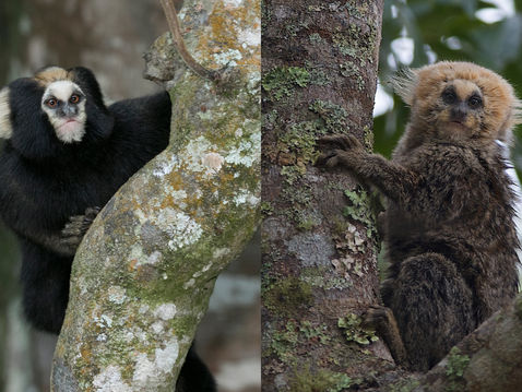 Un vaste programme de conservation pour 2 espèces de ouistitis menacées