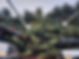 treework.jpeg