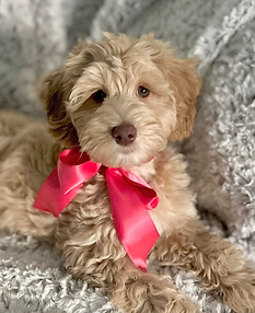 pretty in pink.png