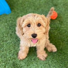 puppy looking up_edited.jpg