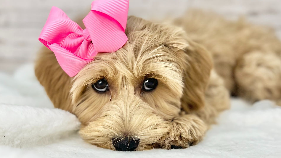 puppy with bow in hair
