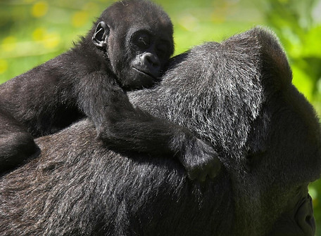 Wild Heart web gorilla moma.jpg