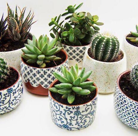 Set de cactus