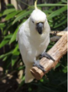 Parrot on perch.png