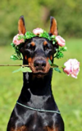 Doberman.png