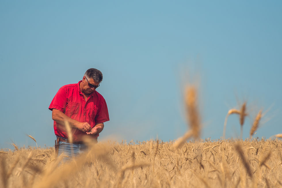 Farmer in the field inspecting wheat kernels