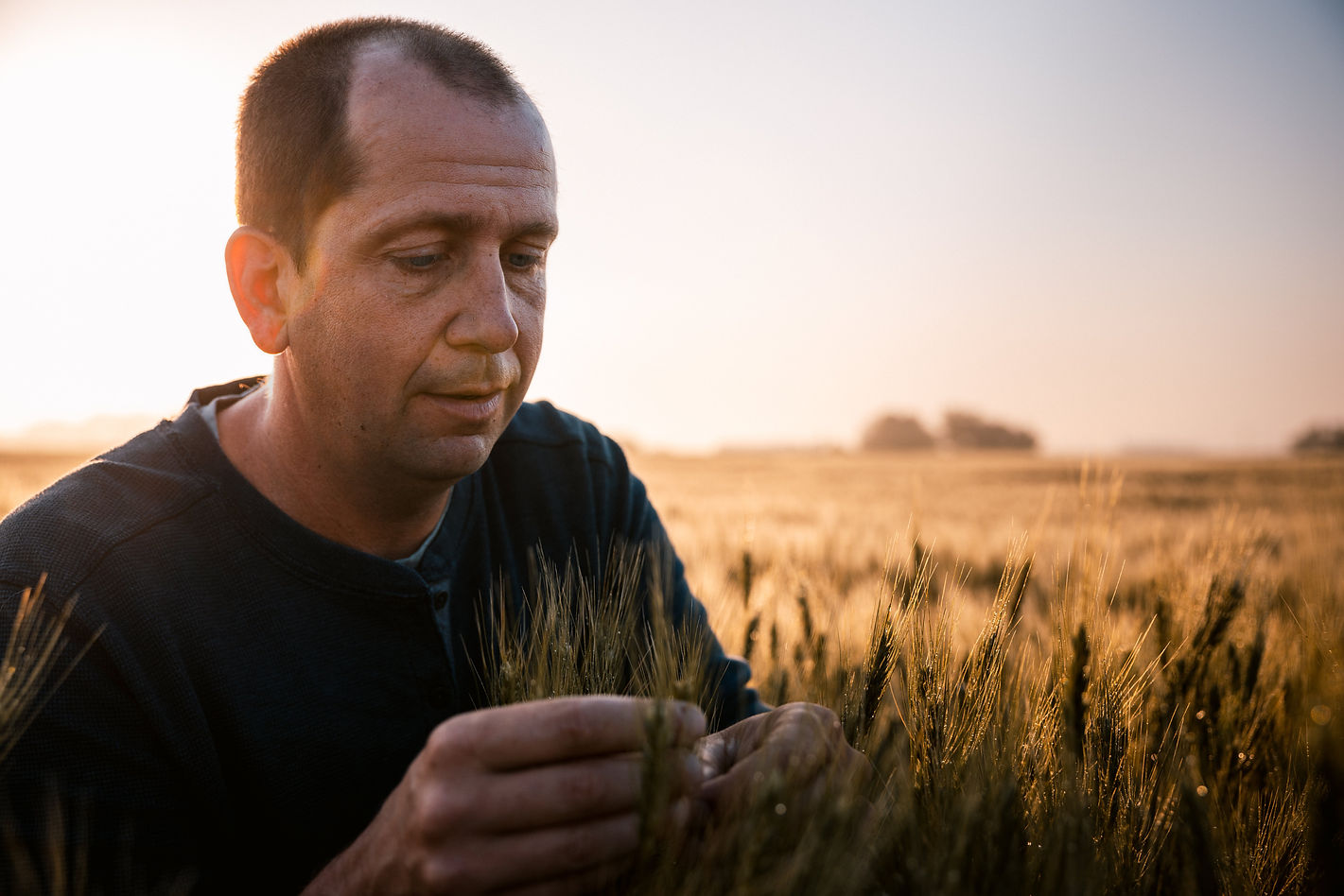 Farmer out in his wheat field inspecting the crop.