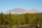 Mountain landscape with pine trees under a clear blue sky