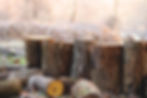 group of stumps from a cut down tree