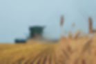 A combine out harvesting a wheat field