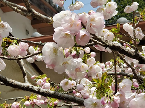 八重桜