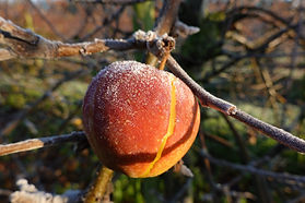 Adult 3rd Prize. David Tabor. Frosted Ap