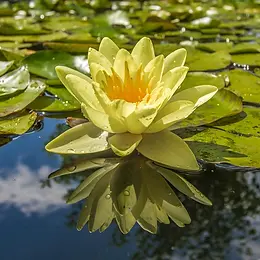 Ursula Bründler Stadler: Licht und leicht – Löse Deine Blockaden: Karma erkennen und Fesseln lösen