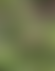 International Dawn Chorus Day Walk