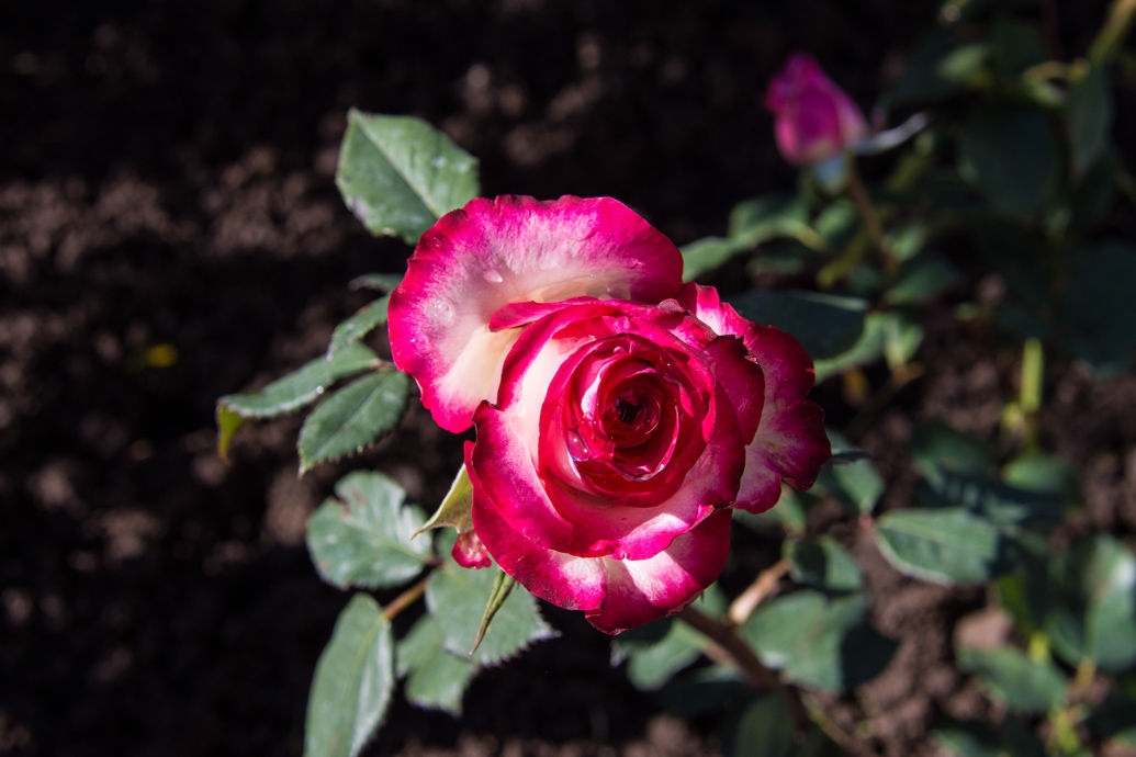 Flowers and blooms in Lake Chapala/Flores y flores en el lago de Chapala 544A
