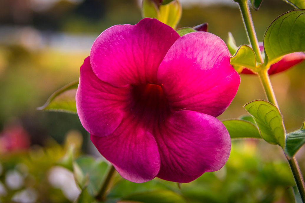 Flowers and blooms in Lake Chapala/Flores y flores en el lago de Chapala 542A